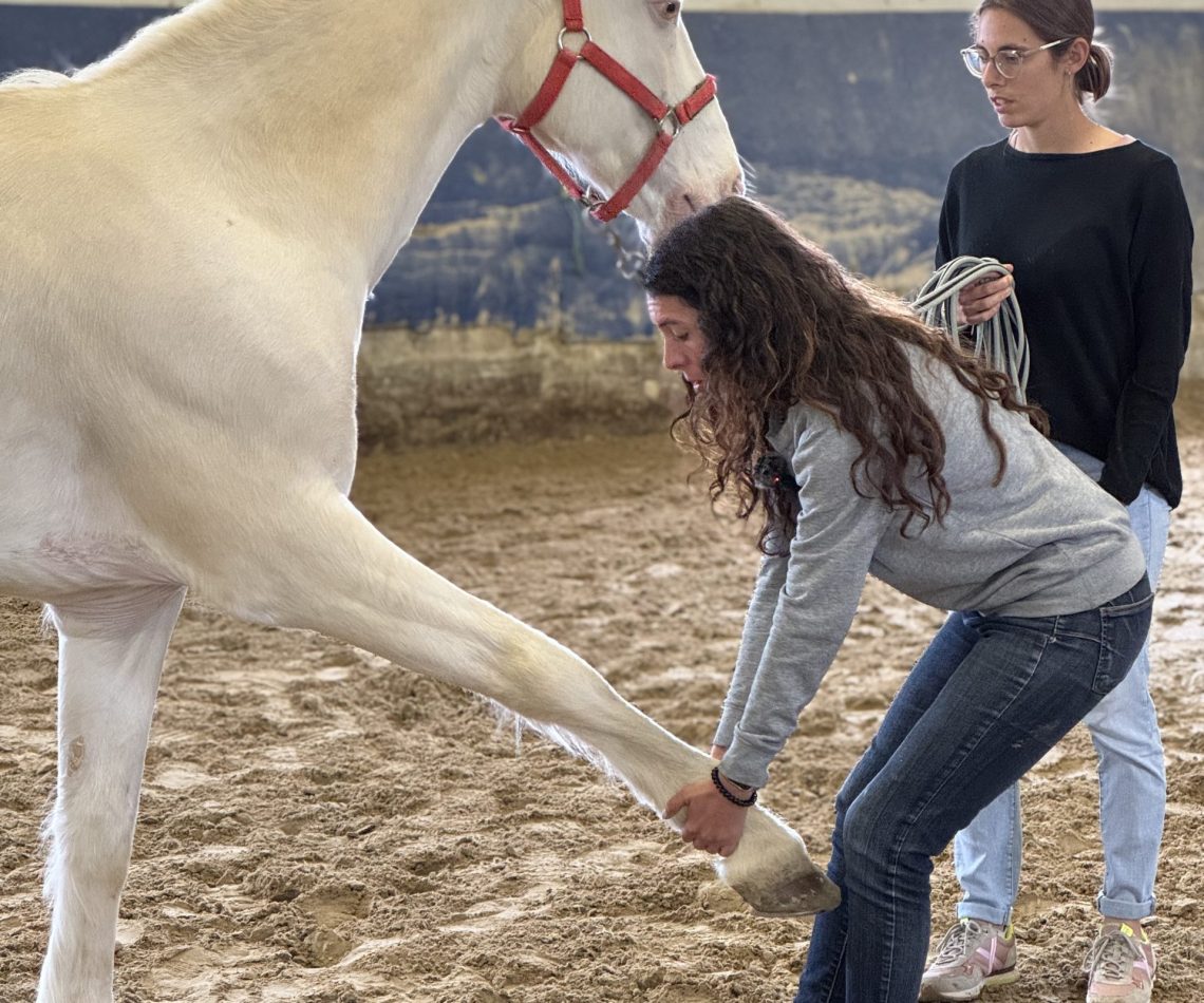 CSIO Academy